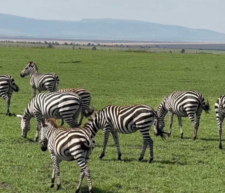 حیات وحش زنده